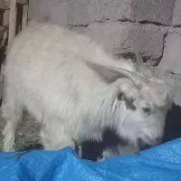 نری چاق|حیوانات مزرعه|فهرج, |دیوار