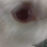 خرگوش اهلی سفیدچشم آلبالویی