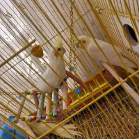 عروس هلندی|پرنده|مرند, |دیوار