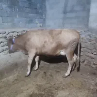 گاو شیری|حیوانات مزرعه|بجنورد, |دیوار