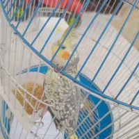 عروس هلندی سخنگو