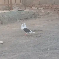 یک عددپشتی سیاه نر