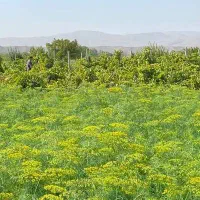 شخم زمین با تیلر