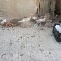 بوقلمون ۴ ماهه کاملا بومی زیر پای بوقلمون بودن|حیوانات مزرعه|مبارکه, |دیوار