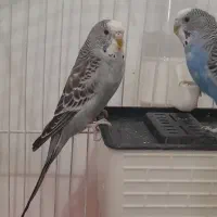 سه عدد مرغ عشق خوش رنگ
