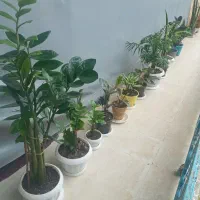 گل آپارتمانی مادری ریشه پرس سالم وبدون قارچ ولک