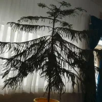 کاج مطبق سالم و زیبا