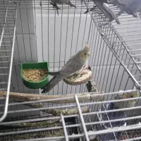 عروس هلندی 10ماهه سالم|پرنده|قم, علی آباد سعدگان|دیوار