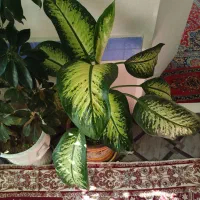 گل دیفن باخیا