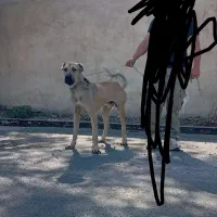 سگ نر آماده برای جفت گیری