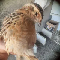 بلدرچین نر