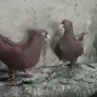 رنگی. ودم سفید