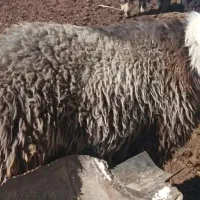 یک راس بره قوچ