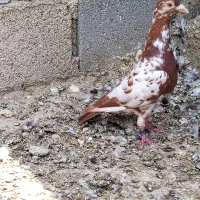 میلومنز نر ماده سرخ پلاکی