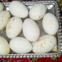 تخم غاز|حیوانات مزرعه|فیروزآباد (لرستان), |دیوار