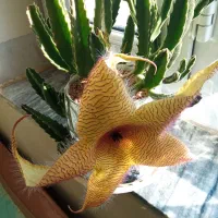 گل های زیبا و سرحال|گل و گیاه طبیعی|کرمانشاه, |دیوار