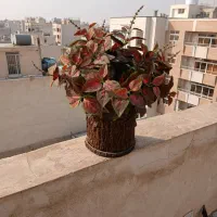 گلدان مصنوعی در حد نو فروش فوری