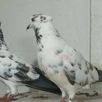 کبوتر پرشی|پرنده|تهران, کیانشهر|دیوار