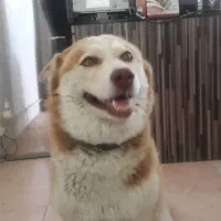 واگذاری سگ|سگ|زنجان, |دیوار