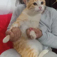 واگذاری گربه