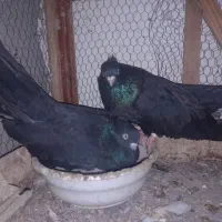 کبوتر ذاغ کلاه دار