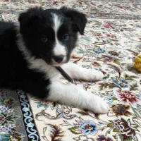 سگ بردرکالی|سگ|یزد, |دیوار