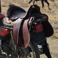 زین اسب عبدل خالق