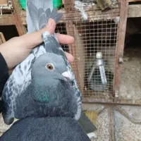 کفتر سبز وپولکی ساده سبز طوقی زینتی