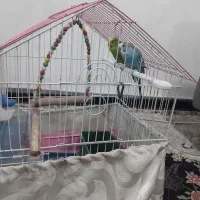 مرغ عشق