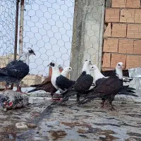 کبوتر جوان وپرشی