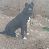 دو قلاده دهن پاک