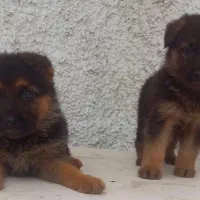 سگ ژرمن شیپرد جرمن کینگ سایز موکوتاه توله (ماده)|سگ|تهران, آبشار|دیوار