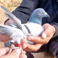 کبوتر پلاکی حدود 10تا یعنی 5جفت اسطوره و بینظیر