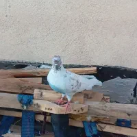 کبوتر ماده