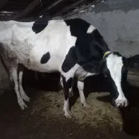 تلیسه اولین شکم