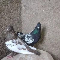 جفت سینه ای با یک جوجه تو چالی|پرنده|فیروزآباد (فارس), |دیوار