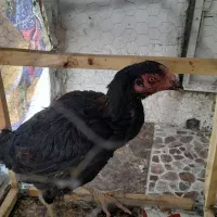 مرغ لاری اصیل|پرنده|بروجرد, |دیوار