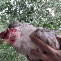 خروس گلین