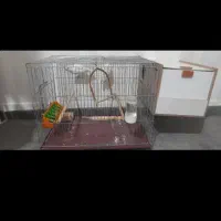 مرغ عشق و کوتوله برزیلی|پرنده|مسجد سلیمان, |دیوار