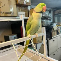 شاه طوطی دستی مولد|پرنده|تهران, تختی|دیوار