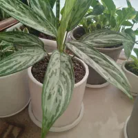 وسایل خانه در|لباس|لاهیجان, آهندان|دیوار