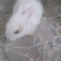 خرگوش سالم وبازیگوش