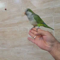 راهب عروس برزیلی کرینچیگ سخنگو رام دستی|پرنده|تهران, وحیدیه|دیوار