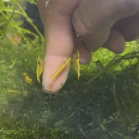 شریمپ میگو گلدن لاین