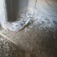کبوتر ازدونه ۱۰۰ تا ۲۰۰