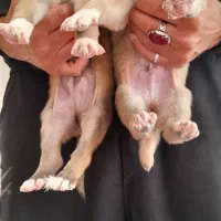 توله سگ سرابی اصیل