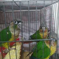 جوجه گرینچک یکیش رد فکتور هست