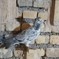 گوره ایی نر|پرنده|مبارکه, |دیوار
