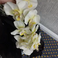 12 شاخه گل ارکیده