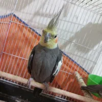 عروس هلندی و طوطی برزیلی